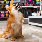 Montar um pet shop de sucesso